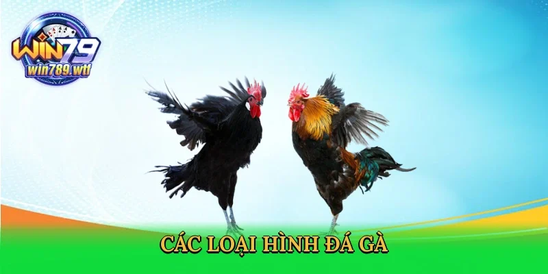 cac-loai-hinh-da-ga-4
