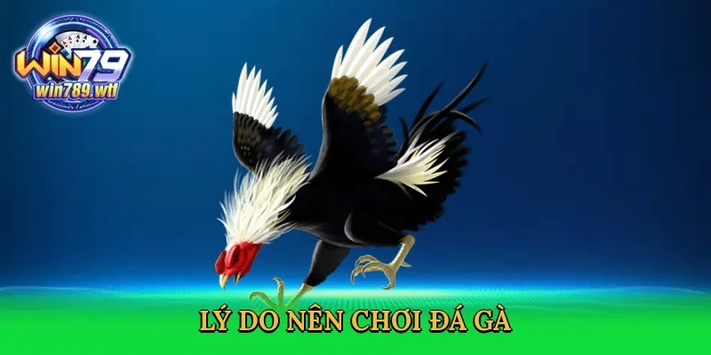 ly-do-nen-choi-da-ga-3
