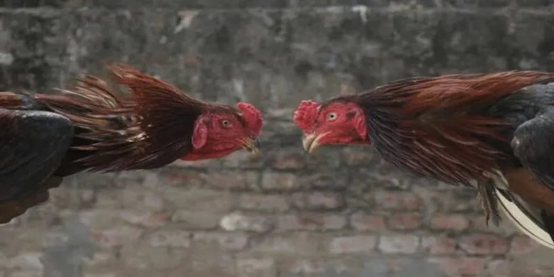 Gà chọi SUNWIN có 102
